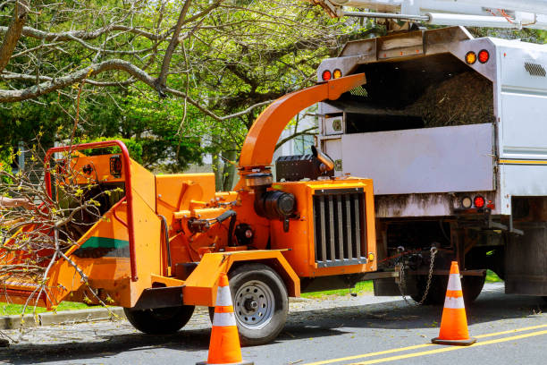 Professional Tree Removal and Landscaping Services in Lake Villa, IL